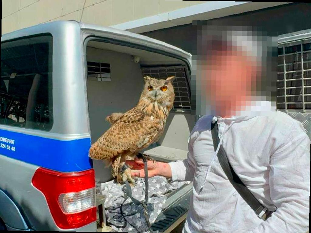 Приезжий с хищными птицами: В Адлере пресекли незаконный бизнес
