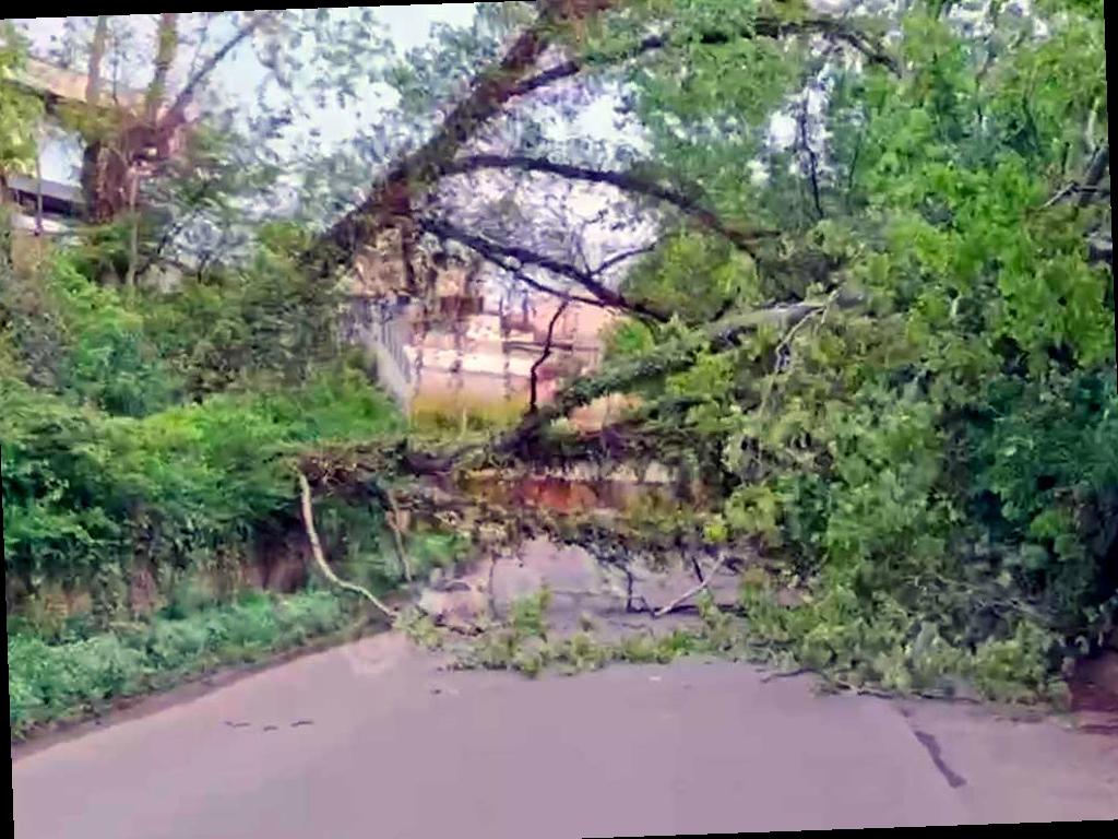 В Сочи газопровод поврежден упавшим деревом, движение перекрыто