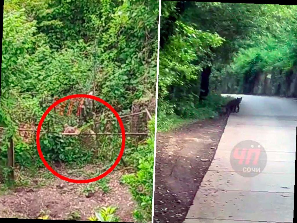 Медведица с медвежатами появилась в селе Верхний Юрт