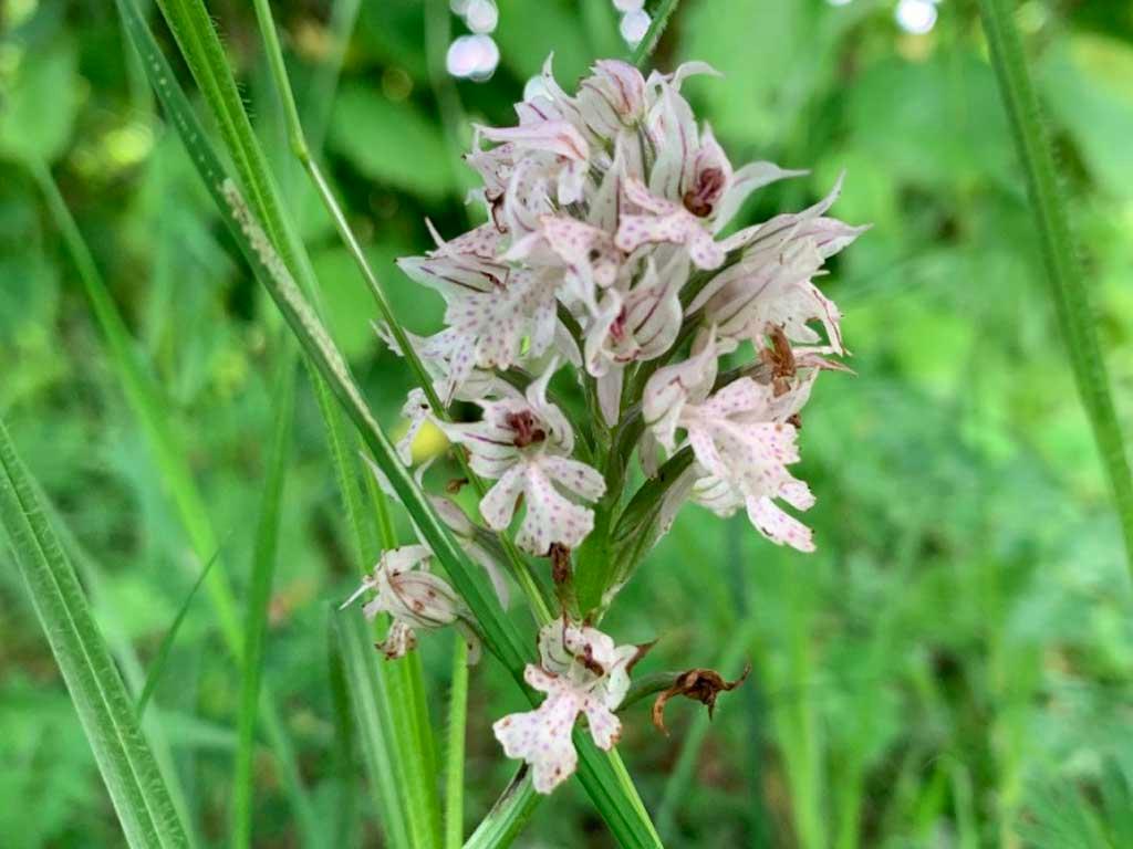 Орхидеи в цвету: удивительное разнообразие цветов в Сочинском нацпарке