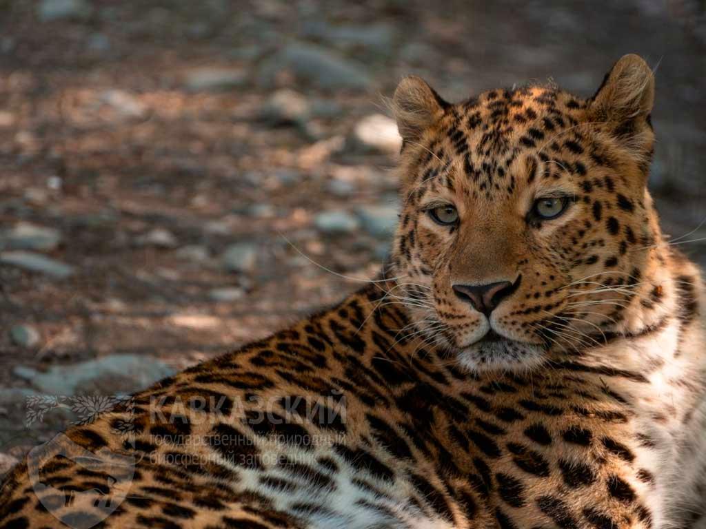День леопарда отметят в Сочи: мастер-классы и экскурсии в Кавказском заповеднике