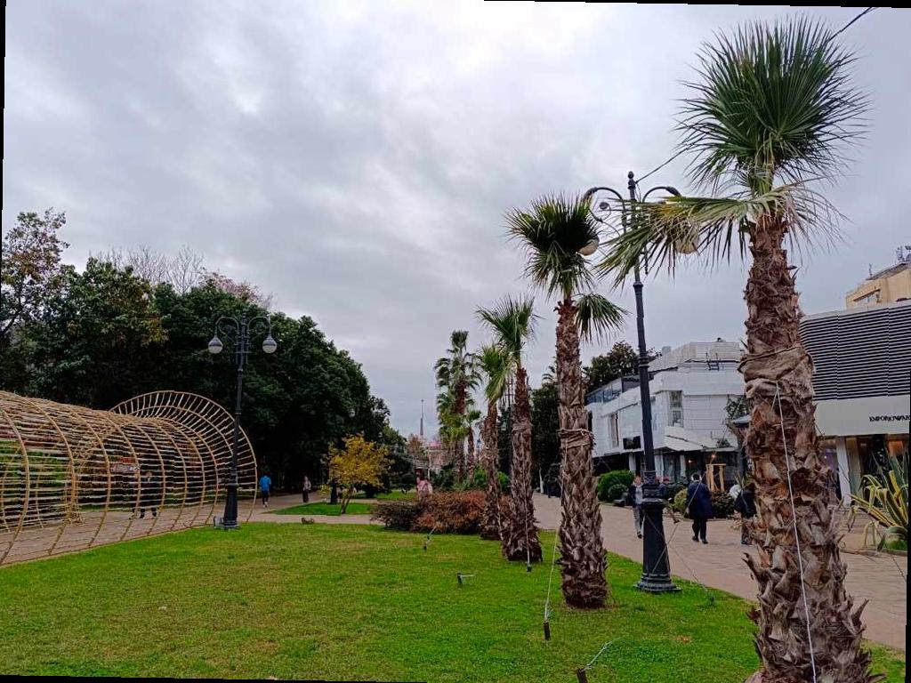 Зима в Сочи: как готовят пальмы и экзотические растения