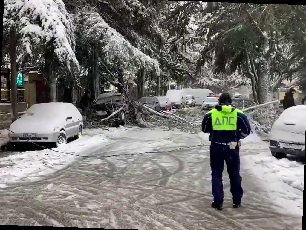 Сильный снегопад в Сочи: дерево упало на дорогу