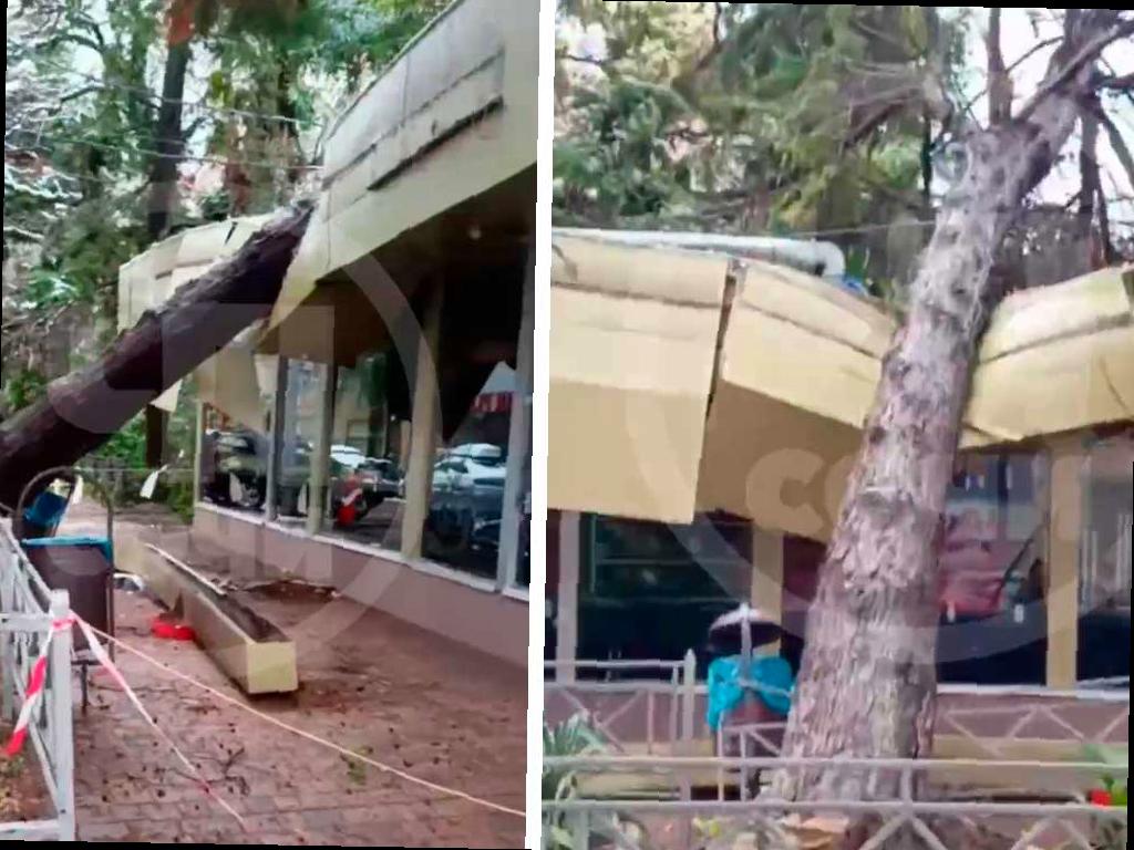 Более 430 деревьев упало в Сочи из-за непогоды