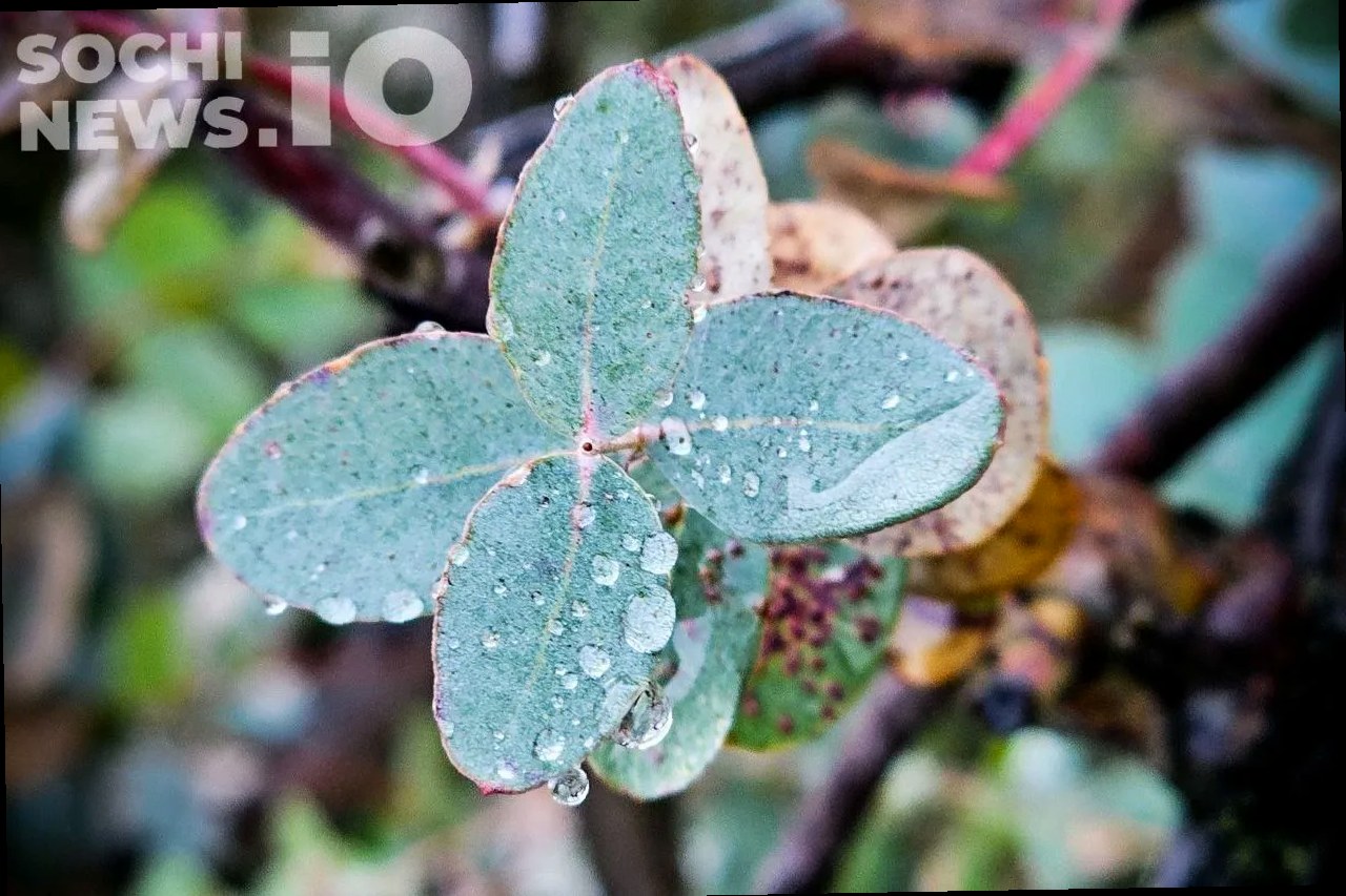 В Сочи ожидается прохладная и дождливая неделя