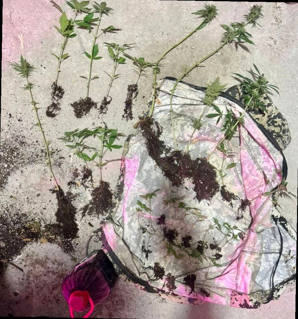 В Сочи полицейские обнаружили плантацию конопли в частном доме