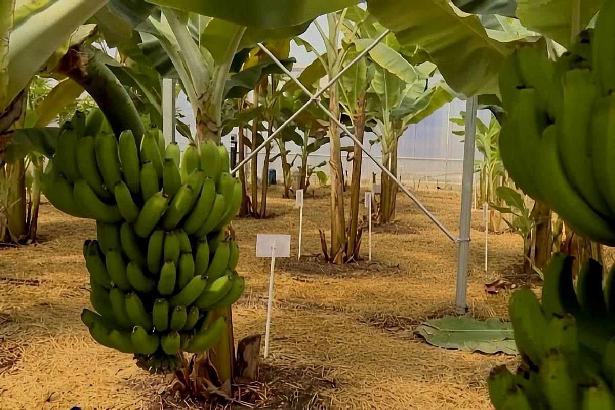 Первый урожай бананов в Сочи планируется собрать в летние месяцы