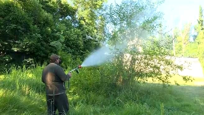 Борьба с вредителями деревьев в Сочи продолжается