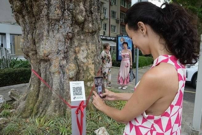 Три дерева-патриарха с QR-кодами внесены в реестр Сочи